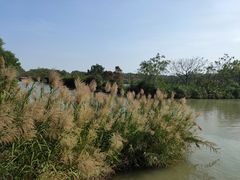 -大湾区中央湿地公园