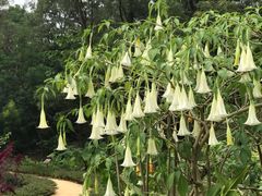 -广西壮族自治区药用植物园