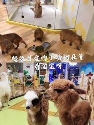 -七巧国萌宠乐园(龙湖天街店)
