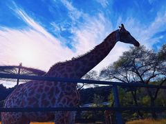 -沈阳森林动物园