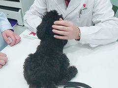 -悦宠凯宝动物医院·牙科·皮肤科(朝阳北路店)