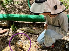 -五营红松林海景区