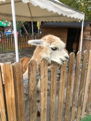 -萌宠亲子动物乐园(槐房万达店)