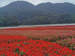 -广州市石门国家森林公园