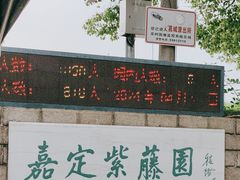 -嘉定紫藤园
