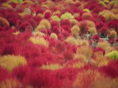 -映月湖中央公园