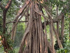 -中国科学院西双版纳热带植物园