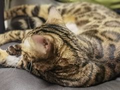 -纳吉亚猫专科动物诊疗中心(蒋宅口分院)