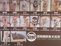 -逗柴咖啡屋·狗咖猫咖宠物桌游