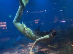 -海棠湾洲际-涛·海底餐厅·美人鱼·自助餐·海底隧道