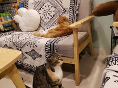 -平行世界·猫咖(首经贸店)