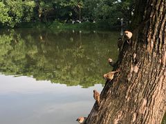 -西湖游船