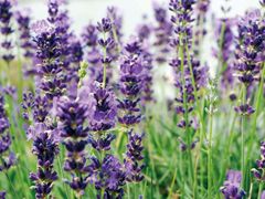 景点-北京东方普罗旺斯薰衣草庄园