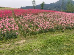 -径山花海