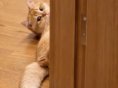 -欣宠猫屋·矮脚拿破仑·蓝金金渐层