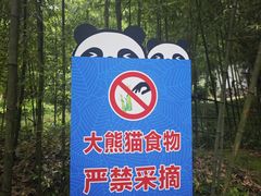 -都江堰中华大熊猫苑