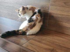 -猫岛主趣味餐厅(鼓浪屿店)
