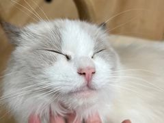 -猫咪派对(江南西店)