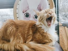 -猫小院猫主题餐厅(南锣旗舰店)