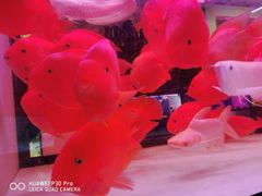 -中环花鸟鱼虫市场