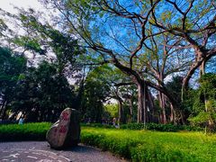 -瑞丽独树成林风景区