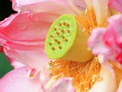 -陈家山荷花公园