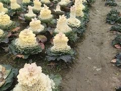 -中国天府农业博览园