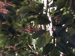 -同仁四季椰子鸡(无锡滨湖万象汇店)
