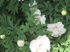 -洛阳市隋唐城遗址植物园