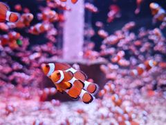 -海合安成都极地海洋公园