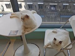 -怪兽屋·羊驼·猫咖·狗咖(俊华广场店)