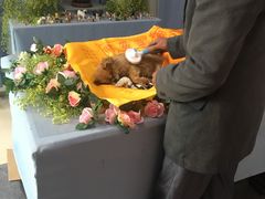 -彩虹桥宠物火化殡葬善终服务(金乐大厦店)