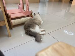 -鼓捣猫呢主题猫咖店