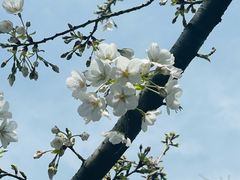 -鸡鸣赐茶(鸡鸣寺路店)