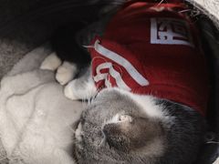 -柴迷FANS CLUB·柴犬狗咖·猫咖