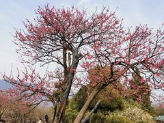 -梅花山(明孝陵内)