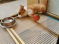 -悠尼宠物·独立低压伊珊娜洗护·美容·寄养(兰谷路店)