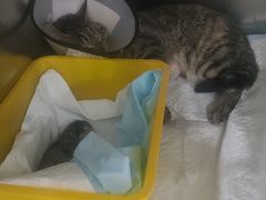 -思琪宠物医院(昆山花桥店)