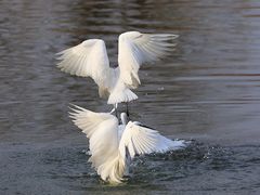 -新江湾城公园
