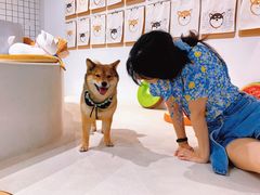 -柴务处·柴犬主题狗咖