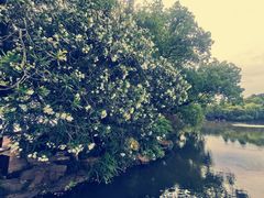 -西湖外事游船(花港观鱼码头)