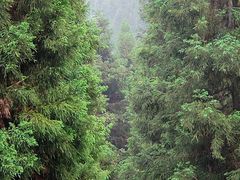 -武陵山森林公园