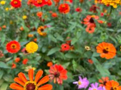 -上海共青森林公园