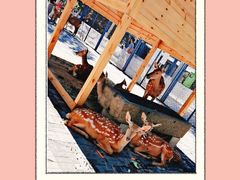 -长白岛森林公园