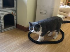 -猫和宫(六道口店)