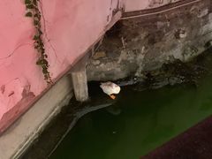 -豫园湖心亭茶楼