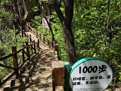 -大岭沟猕猴桃谷风景区