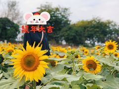 -松山湖梦幻百花洲