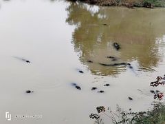 -中国扬子鳄村
