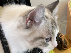 -北京观赏动物医院·24小时大型综合·猫专科·异宠专科
